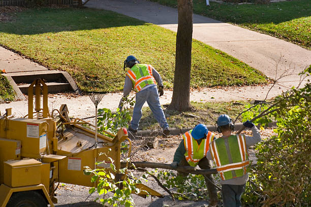 Best Commercial Tree Services  in Sweet Springs, MO